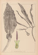 Herbier de la flore française Pl1105 - Louis Antoine Cusin — vy av konstverket