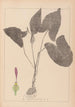 Herbier de la flore française Pl1106 - Louis Antoine Cusin — vy av konstverket
