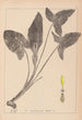 Herbier de la flore française Pl1107 - Louis Antoine Cusin — vy av konstverket