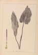 Herbier de la flore française Pl1108 - Louis Antoine Cusin — vy av konstverket