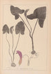 Herbier de la flore française Pl1109 - Louis Antoine Cusin — vy av konstverket
