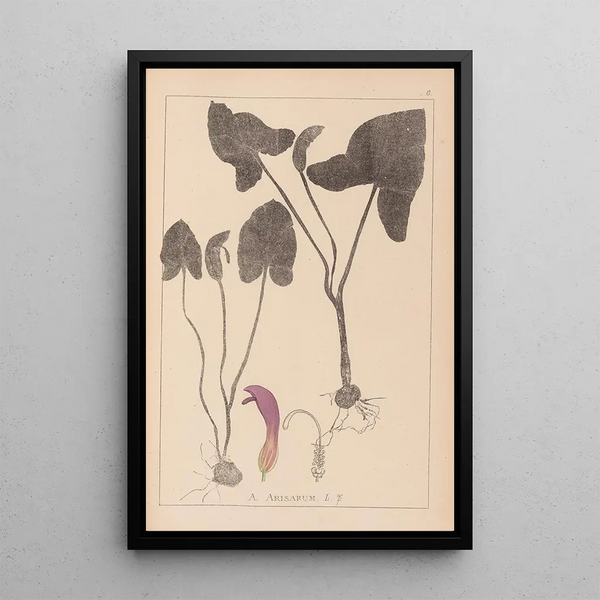 Louis Antoine Cusin - Herbier de la flore franaise Pl1109.webp