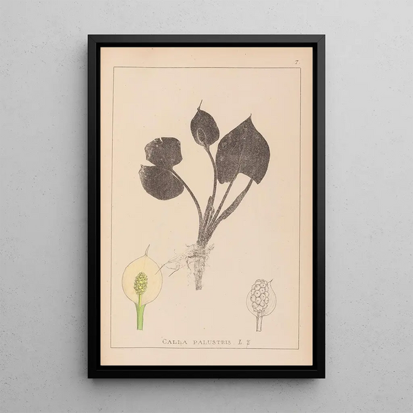 Louis Antoine Cusin - Herbier de la flore franaise Pl1110.webp