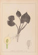 Herbier de la flore française Pl1110 - Louis Antoine Cusin — vy av konstverket