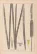 Herbier de la flore française Pl1112 - Louis Antoine Cusin — vy av konstverket