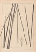 Herbier de la flore française Pl1114 - Louis Antoine Cusin — vy av konstverket