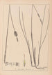 Herbier de la flore française Pl1116 - Louis Antoine Cusin — vy av konstverket