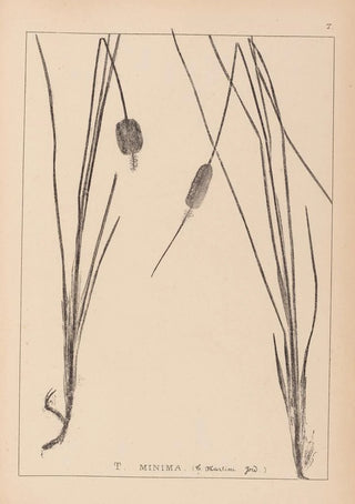 Louis Antoine Cusin - Herbier de la flore franaise Pl1117.webp