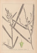 Herbier de la flore française Pl1118 - Louis Antoine Cusin — vy av konstverket