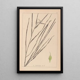 Louis Antoine Cusin - Herbier de la flore franaise Pl1120.webp