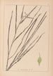 Herbier de la flore française Pl1120 - Louis Antoine Cusin — vy av konstverket
