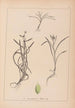 Herbier de la flore française Pl1121 - Louis Antoine Cusin — vy av konstverket