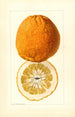 Citrus grandis Alamoen - Louis Charles Christopher Krieger — vy av konstverket