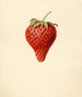Fragaria Bellmar - Louis Charles Christopher Krieger — vy av konstverket