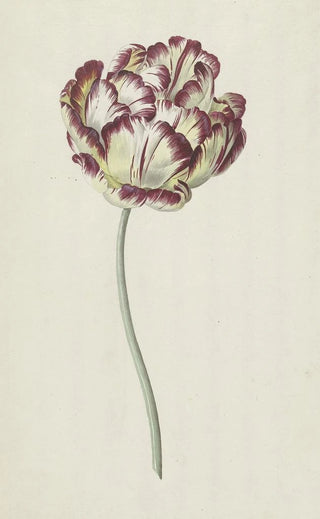 Louis Moritz - Tulp.webp
