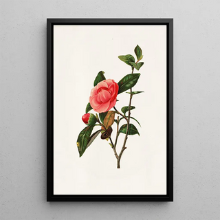Louis Prang - Camellia.webp