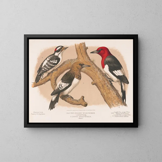 Louis Prang  Co - 1  2 Redheaded woodpecker 1 Adult 2 Young 3 Downy woodpecker male.webp