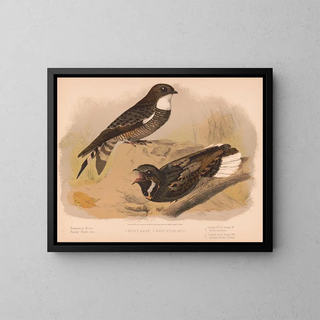 Louis Prang  Co - 1 Night hawk 2 Whippoorwill.webp