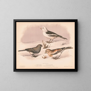 Louis Prang  Co - 1 Snow bird Junco hyemalis 2  3 Snow buniting Plectrophanes nivalis 2 Summer dress 3 Winter dress.webp