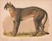 Panthère américaine Felis concolor linn - Louis Prang Co — vy av konstverket