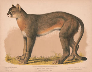 Panthère américaine Felis concolor linn - Louis Prang Co — vy av konstverket