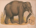 Asiatisk elefant Elephas indicus - Louis Prang Co — vy av konstverket