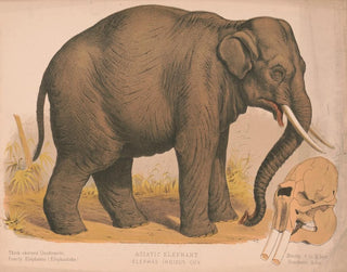 Asiatisk elefant Elephas indicus - Louis Prang Co — vy av konstverket