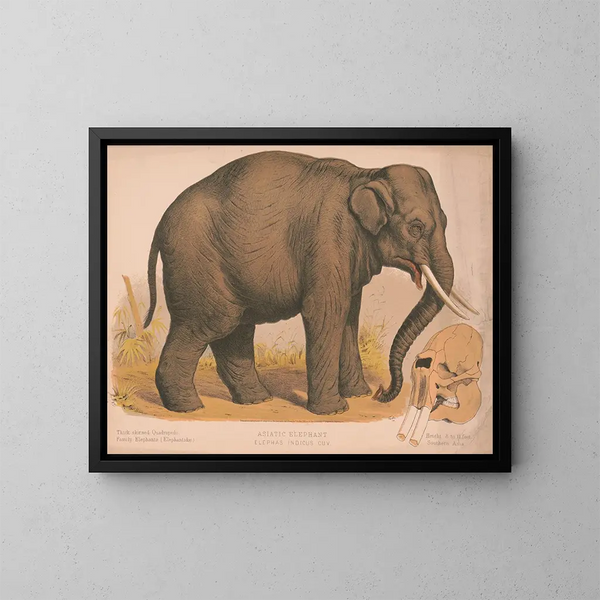 Asiatisk elefant Elephas indicus - Louis Prang Co — inramlat konstverk på väggen