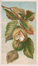 Kastanjeträd Castanea vulgaris var. Americana - Louis Prang Co — vy av konstverket