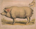 Gris domestic - Louis Prang Co — vy av konstverket