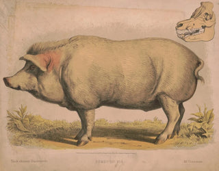 Gris domestic - Louis Prang Co — vy av konstverket