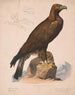 Aigle royal - Louis Prang Co — vy av konstverket