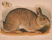 grå kanin Lepus sylvaticus - Louis Prang Co — vy av konstverket