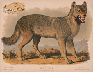 Louis Prang  Co - Gray wolf  Canis lupus.webp