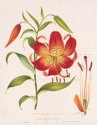 Louis Prang Co - Lily and its parts.webp