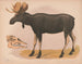 Élan européen Alces malchis - Louis Prang Co — vy av konstverket