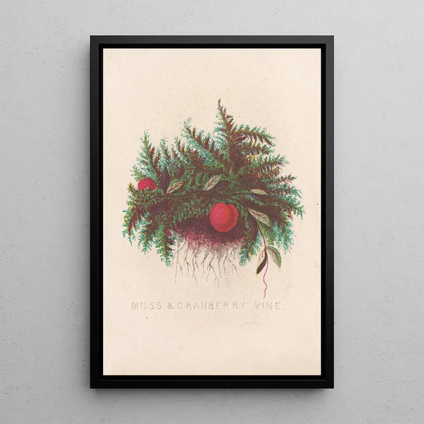 Louis Prang Co - Moss cranberry vine.webp