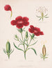 Rose et ses parties - Louis Prang Co — vy av konstverket