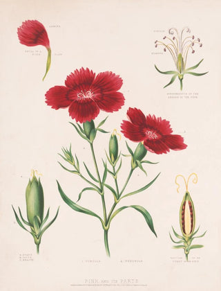 Louis Prang Co - Pink and its parts.webp