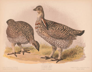 Louis Prang  Co - Prairie hen Cupidonia cupido 1 Male 2 Female.webp