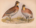 Caille eller Bobwhite Ortyx virginianus bra 1 hane 2 honor - Louis Prang Co — vy av konstverket
