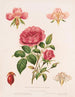 Rose et ses parties - Louis Prang Co — vy av konstverket