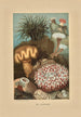 Anemoner av havet - Louis Prang Co — vy av konstverket