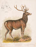 Le wapiti américain - Louis Prang Co — vy av konstverket