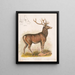 Le wapiti américain - Louis Prang Co — inramlat konstverk på väggen