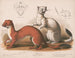 Fouines Mustela longicauda - Louis Prang Co — vy av konstverket