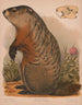 Marmotte - Louis Prang Co — vy av konstverket
