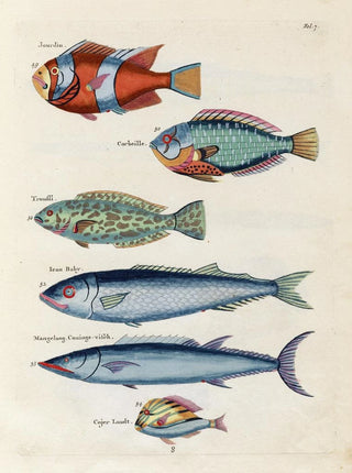 Louis Renard - Poissons ecrevisses et crabes de diverses couleurs et figures extraordinaires Pl007.webp