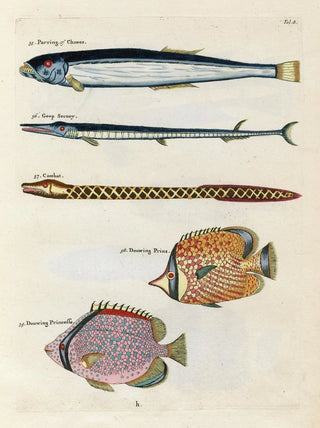 Louis Renard - Poissons ecrevisses et crabes de diverses couleurs et figures extraordinaires Pl008.webp