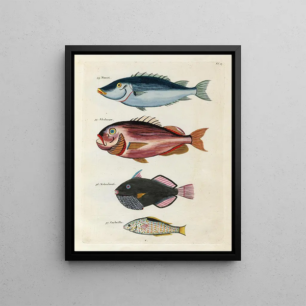 Louis Renard - Poissons ecrevisses et crabes de diverses couleurs et figures extraordinaires Pl017.webp